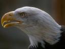 Seeadler