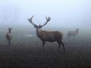 Wildpark Daun